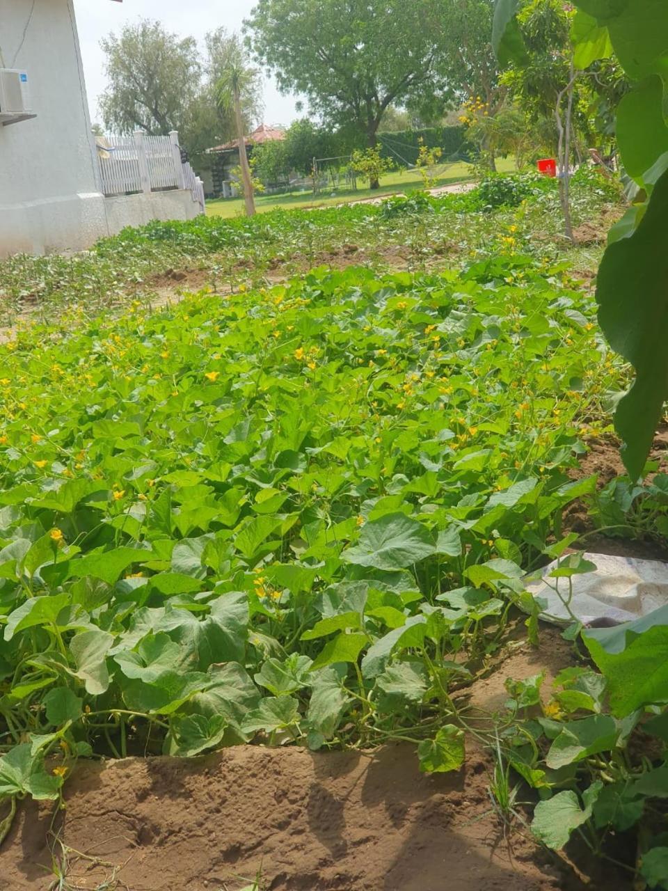 Holiday Farm Jodhpur Dźodhpur Zewnętrze zdjęcie